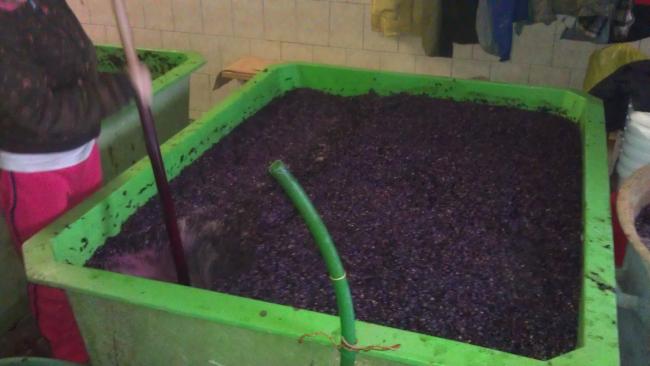 Takto vzniká červené víno v kádích,,,