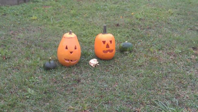 Počasí v neděli dopoledne nám nebylo nakloněno, mračí se i dýně.