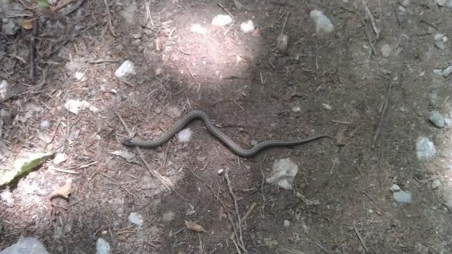 Potkali jsme užovku podpalmatou (Natrix tesselleta), která se vyskytuje v blízkosti vodních toků, není jedovatá, ale prý více kousavá než jiné užovky. 