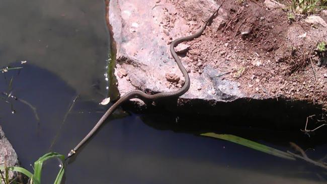 Na březích se vyhřívala užovka obojková (Natrix natrix). Bylo příjemně teplo, počasí nám opravdu přálo!